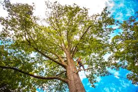 Reliable Maineville, OH Tree Care Services Solutions